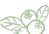 vector